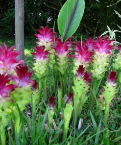 Magnificent Red Curcuma Turmeric Rhizomes - Fast Grow Flower Plant - Image 1