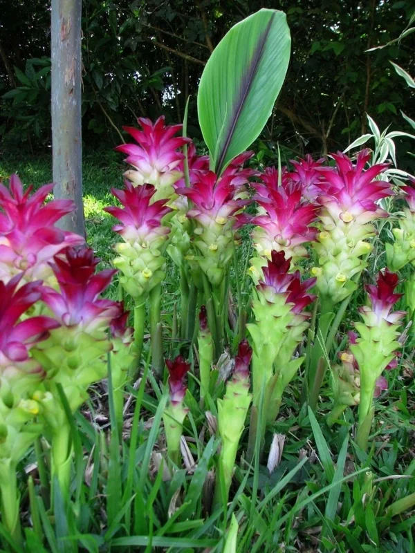 Magnificent Red Curcuma Turmeric Rhizomes - Fast Grow Flower Plant - Image 1