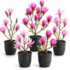 Magnolia Live Plant 2-Pack – Deciduous Magnolia Trees – 5-10 Inch Tall – 2.5 Inch Pot – Outdoor - Image 1