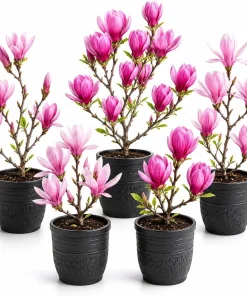 Magnolia Live Plant 2-Pack – Deciduous Magnolia Trees – 5-10 Inch Tall – 2.5 Inch Pot – Outdoor - Image 1