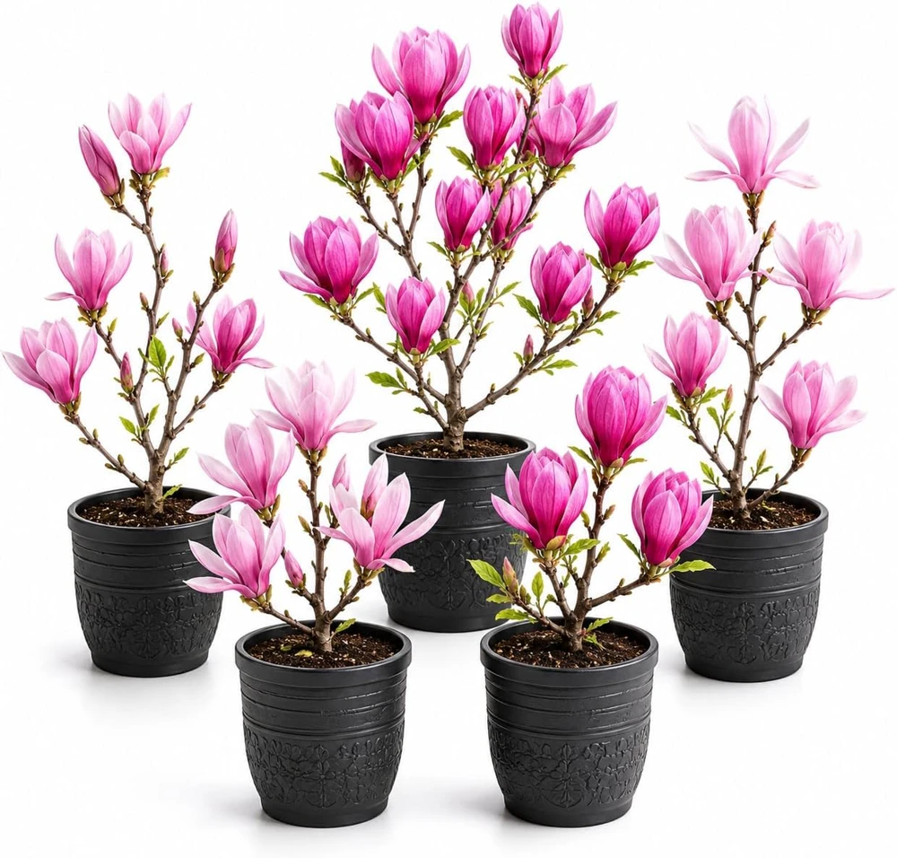 Magnolia Live Plant 2-Pack – Deciduous Magnolia Trees – 5-10 Inch Tall – 2.5 Inch Pot – Outdoor - Image 1