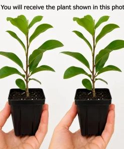 Magnolia Live Plant Set – 2 Trees, 5-10 Inch Tall, 2.5 Inch Pot – Outdoor Deciduous - Image 2