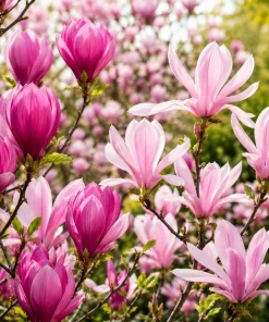 Magnolia Live Plant Set – 2 Trees, 5-10 Inch Tall, 2.5 Inch Pot – Outdoor Deciduous - Image 3