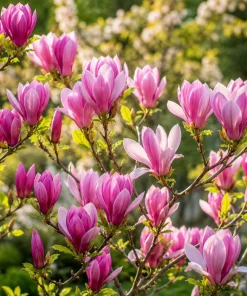 Magnolia Live Plant Set – 2 Trees, 5-10 Inch Tall, 2.5 Inch Pot – Outdoor Deciduous - Image 5