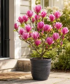 Magnolia Live Plant Set – 2 Trees, 5-10 Inch Tall, 2.5 Inch Pot – Outdoor Deciduous - Image 6