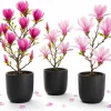 Magnolia Live Plant Set – 2 Trees, 5-10 Inch Tall, 2.5 Inch Pot – Outdoor Deciduous - Image 1