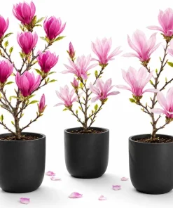 Magnolia Live Plant Set – 2 Trees, 5-10 Inch Tall, 2.5 Inch Pot – Outdoor Deciduous - Image 1