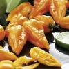 Magnum Orange Habanero Pepper Seeds - 20 Count - High Yield, Hot - Image 1