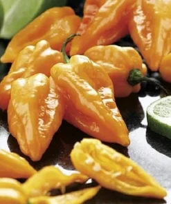 Magnum Orange Habanero Pepper Seeds - 20 Count - High Yield, Hot - Image 1
