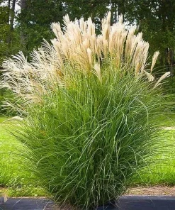 Maiden Grass Live Plant – Ornamental Miscanthus Grass – 1 Gallon Pot – Outdoor - Image 2