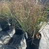 Maiden Grass Live Plant – Ornamental Miscanthus Grass – 1 Gallon Pot – Outdoor - Image 1