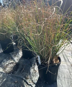 Maiden Grass Live Plant – Ornamental Miscanthus Grass – 1 Gallon Pot – Outdoor - Image 1