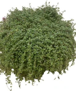 Major Red Creeping Thyme Live Plant - Gallon Pot - Perennial Groundcover - Image 2