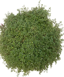 Major Red Creeping Thyme Live Plant - Gallon Pot - Perennial Groundcover - Image 3