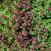 Major Red Creeping Thyme Live Plant - Gallon Pot - Perennial Groundcover - Image 1