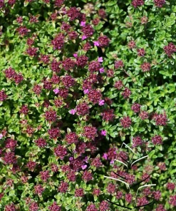Major Red Creeping Thyme Live Plant - Gallon Pot - Perennial Groundcover - Image 1