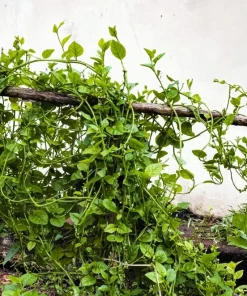 Malabar Spinach Seeds - 50 Big Round Leaf Basella Alba Vegetable Seeds - Image 2