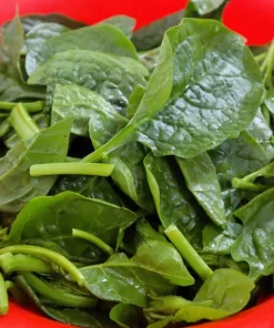 Malabar Spinach Seeds - 50 Big Round Leaf Basella Alba Vegetable Seeds - Image 3