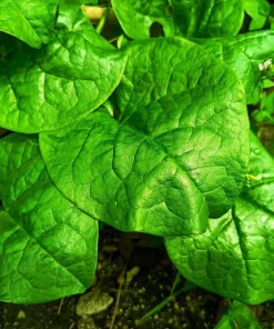 Malabar Spinach Seeds - 50 Big Round Leaf Basella Alba Vegetable Seeds - Image 4