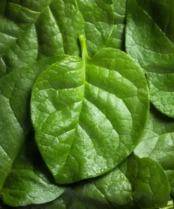 Malabar Spinach Seeds - 50 Big Round Leaf Basella Alba Vegetable Seeds - Image 5