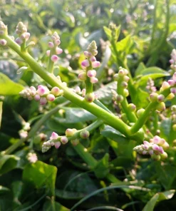 Malabar Spinach Seeds - 50 Big Round Leaf Basella Alba Vegetable Seeds - Image 7