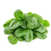 Malabar Spinach Seeds - 50 Big Round Leaf Basella Alba Vegetable Seeds - Image 1