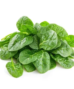 Malabar Spinach Seeds - 50 Big Round Leaf Basella Alba Vegetable Seeds - Image 1