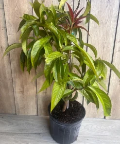 Malay apple in 3 gallons Pot, Jamaican Apple, Jambu bol, Makopa - Image 2