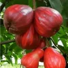 Malay apple in 3 gallons Pot, Jamaican Apple, Jambu bol, Makopa - Image 1