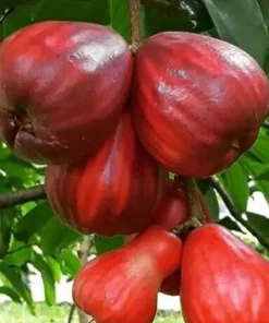 Malay apple in 3 gallons Pot, Jamaican Apple, Jambu bol, Makopa - Image 1