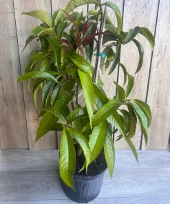 Malay apple in 3 gallons Pot, Jamaican Apple, Jambu bol, Makopa - Image 3