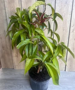 Malay apple in 3 gallons Pot, Jamaican Apple, Jambu bol, Makopa - Image 6