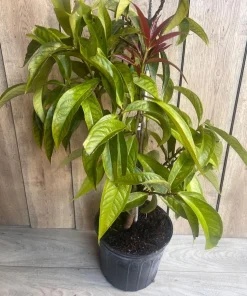 Malay apple in 3 gallons Pot, Jamaican Apple, Jambu bol, Makopa - Image 8