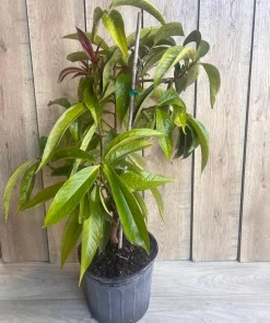 Malay apple in 3 gallons Pot, Jamaican Apple, Jambu bol, Makopa - Image 9
