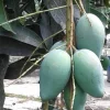 Mallika Mango Tree. grafted in 3 gallons pot, No Ship to CA and HI - Image 1