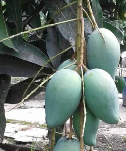 Mallika Mango Tree. grafted in 3 gallons pot, No Ship to CA and HI - Image 1