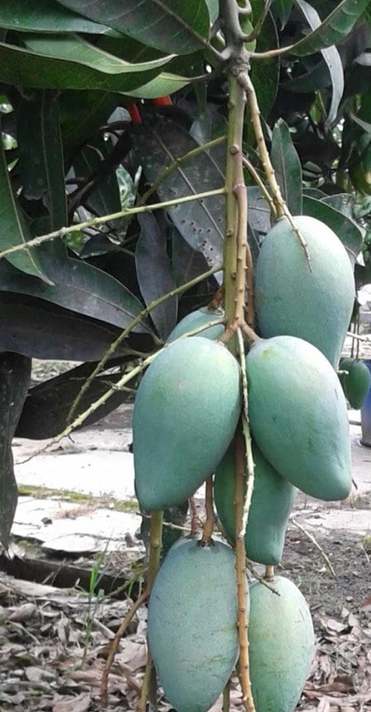 Mallika Mango Tree. grafted in 3 gallons pot, No Ship to CA and HI - Image 1