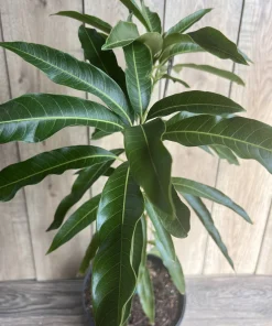 Mallika Mango Tree. grafted in 3 gallons pot, No Ship to CA and HI - Image 2
