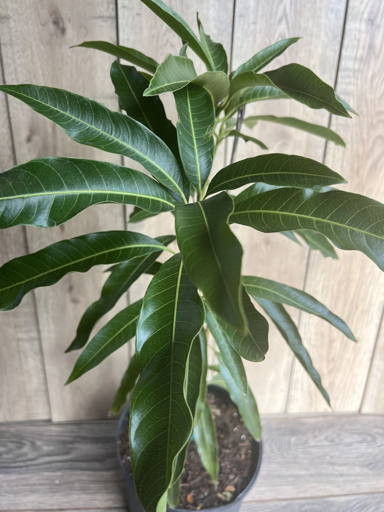 Mallika Mango Tree. grafted in 3 gallons pot, No Ship to CA and HI - Image 2