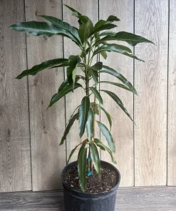 Mallika Mango Tree. grafted in 3 gallons pot, No Ship to CA and HI - Image 3