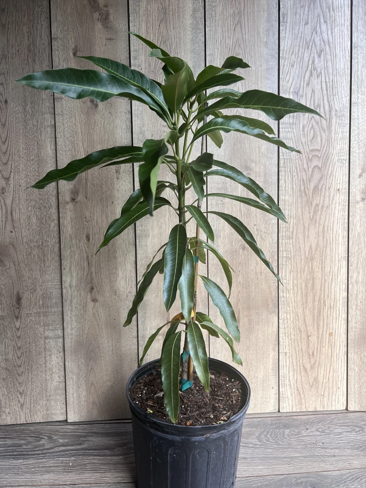 Mallika Mango Tree. grafted in 3 gallons pot, No Ship to CA and HI - Image 3