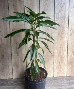 Mallika Mango Tree. grafted in 3 gallons pot, No Ship to CA and HI - Image 4