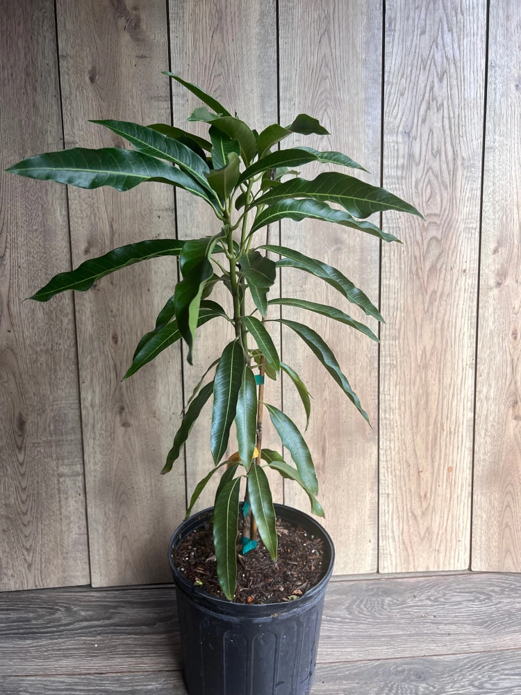 Mallika Mango Tree. grafted in 3 gallons pot, No Ship to CA and HI - Image 4