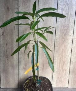 Mallika Mango Tree. grafted in 3 gallons pot, No Ship to CA and HI - Image 5