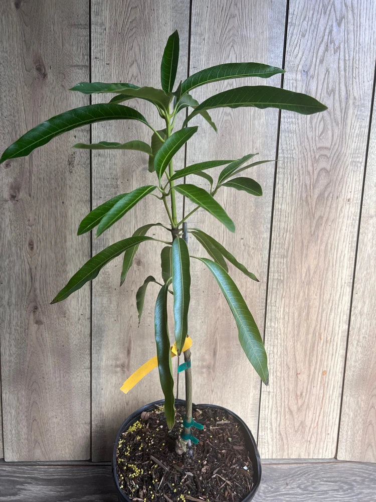 Mallika Mango Tree. grafted in 3 gallons pot, No Ship to CA and HI - Image 5