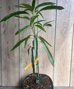 Mallika Mango Tree. grafted in 3 gallons pot, No Ship to CA and HI - Image 6