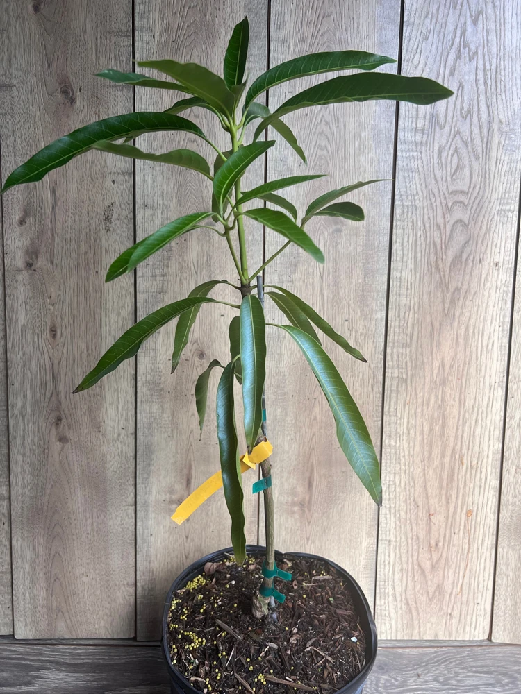 Mallika Mango Tree. grafted in 3 gallons pot, No Ship to CA and HI - Image 6