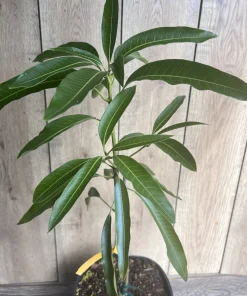 Mallika Mango Tree. grafted in 3 gallons pot, No Ship to CA and HI - Image 7