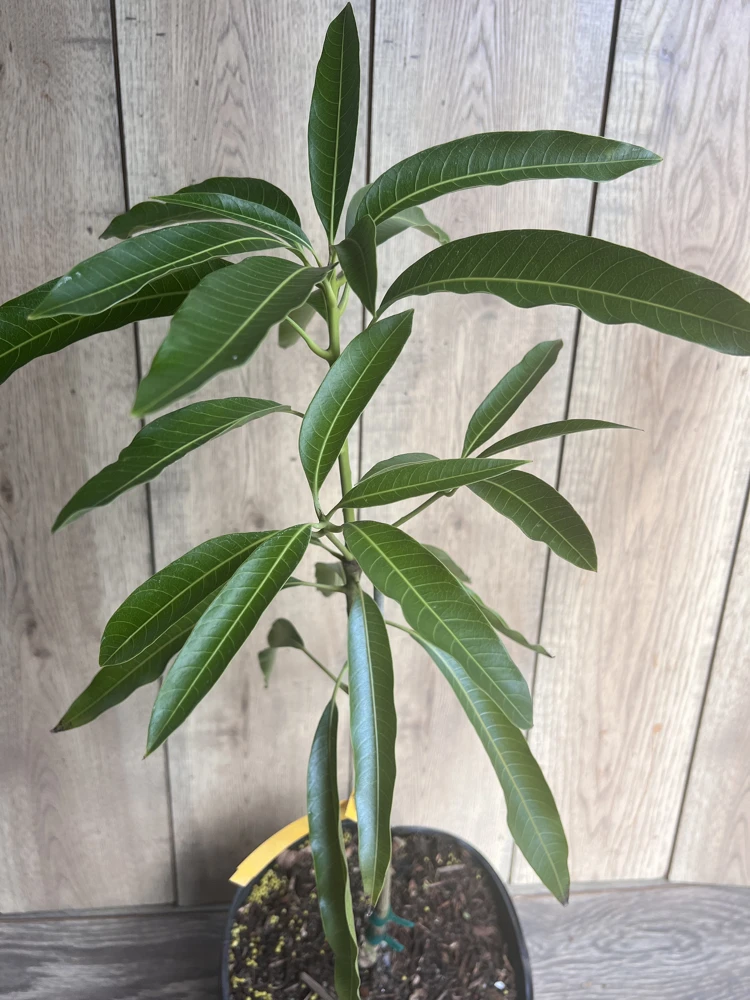 Mallika Mango Tree. grafted in 3 gallons pot, No Ship to CA and HI - Image 7