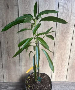 Mallika Mango Tree. grafted in 3 gallons pot, No Ship to CA and HI - Image 8